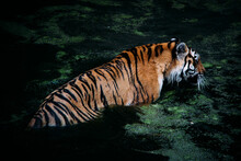 Striped Tiger Swimming In The Lake