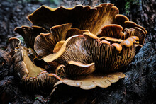 Close Up Of Brown Wild Mushrooms Growing In Forest After Rain