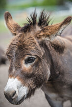 Miniature Donkey Portrait Of Head And Neck
