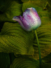Purple Tulip And Hosta In Rain
