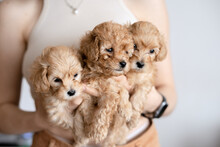 Woman Holding Three Cute Newborn Maltipu Puppies