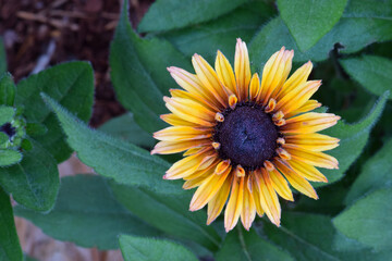 Canvas Print - Yellow Mandala Coneflower 01