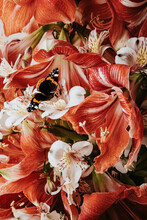 Amaryllis And Butterfly