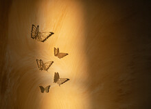 4 Butterflies On Golden Rustic Wall
