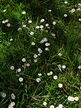 Daisy Flowers On Green Grass