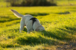 yellow Labrador retriever dog with head in the grass