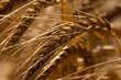 © Luis Herrera/Stocksy - close up of Wheat Field