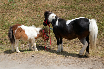 Two horses on lawn outside