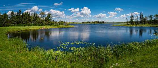 tranquil landscape and dramatic cloudscape with fur trees, water lily, and plants in sand lake near 