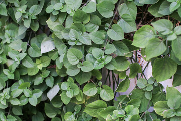 Wall Mural - Green leaf texture background. Nature background.. Fresh air with nature and ozone. Tropical leave Plant environment. 