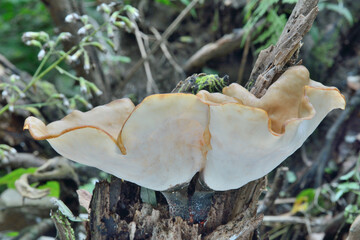 Canvas Print - Edible mushroom (Glostereum incarnatum)