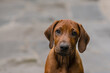 © Gillian Vann/Stocksy - cute young dog