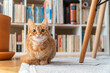 © Olga Sibirskaya/Stocksy - Kitten portrait at home