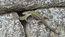 Italian Wall Lizard (Podarcis Siculus) Male Leaving Female Den