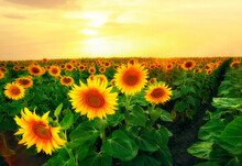 Endless Field Of Yellow Sunflowers At Sunset. Fields Of Ukraine.

