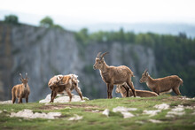 Group Of Alpine Ibex