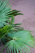 Palm Tree Leaves On Violet Ground Background