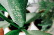 © Greg Schmigel/Stocksy - close up macro of green indoor house plant as interior decor