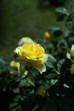Goose Yellow Rose