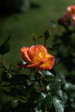 Pale Yellow Rose With Orange Edges
