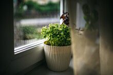 Fresh Spice Herb Near The Window. 
