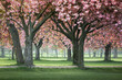 © Helen Sotiriadis/Stocksy - Cherry Trees in a Park in Early Morning