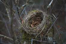 Birds Nest 