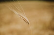 © Anna Malgina/Stocksy - Wheat Field In Summer