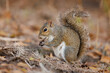 © Paul Tessier/Stocksy - grey squirrel