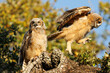 Two Great Horned Owl Chicks