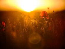 Dreamy Bokeh Of Red Poppies 