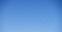 Flock Of Birds Flying Away In Blue Sky.