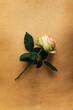 © Sophia Hsin/Stocksy - Single rose on bare back of person