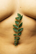 © Sophia Hsin/Stocksy - Leafy stem on bare abdomen
