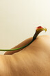 © Sophia Hsin/Stocksy - Still life of calla lily on human body