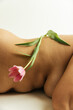 © Sophia Hsin/Stocksy - Tulip balanced on bare skin and curves
