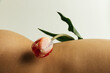 © Sophia Hsin/Stocksy - Tulip balanced on bare skin and curves