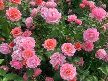 Pink Roses Closeup