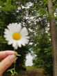 © jamie grill atlas/Stocksy - Mobile Image of Picking Daisies