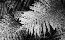 Fern Plant Foliage In Black And White