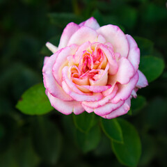 Bud of pink rose with blurred green natural background.