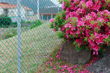 Houses Visible Between Pink Flowers And Wire Mesh.