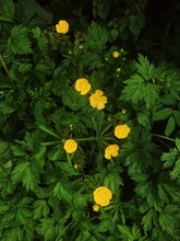 Bright Yellow Flowers In The Green
