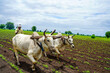 © Niks Ads - Indian farmer working green pigeon peas field with bullock.