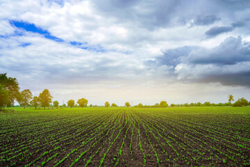 Wall Mural - Green agriculture field with cloudy sky background.