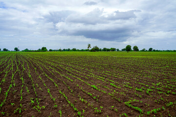 Wall Mural - Green agriculture field with cloudy sky background.