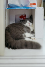 Munchkin Kitten Sleeping In The Box