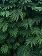 © Duet Postscriptum/Stocksy - Green leaf pattern