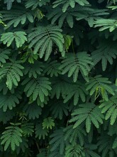 Green Leaf Pattern 