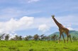 A giraffe walks in the Sahara